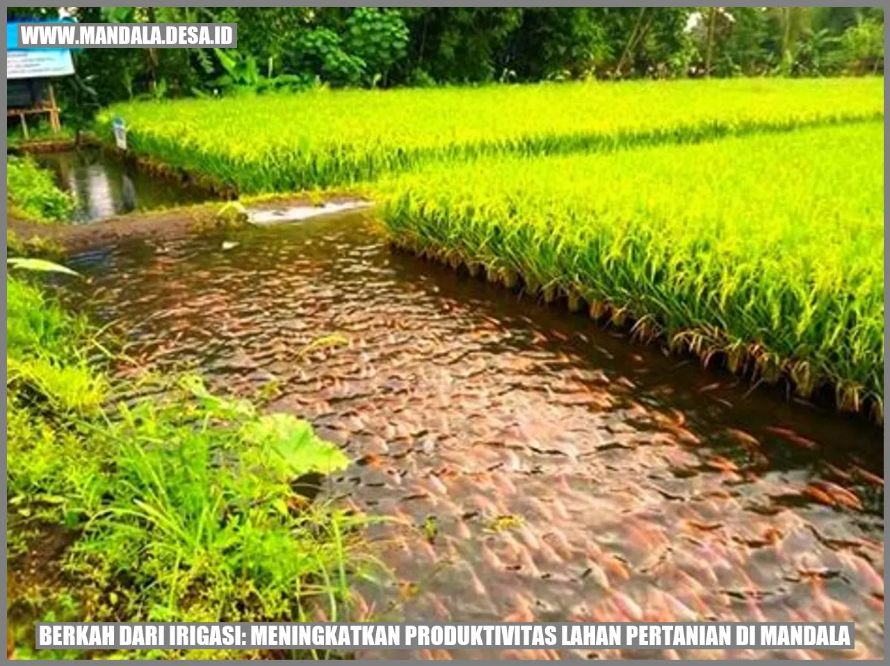 Berkah dari Irigasi: Meningkatkan Produktivitas Lahan Pertanian di Mandala