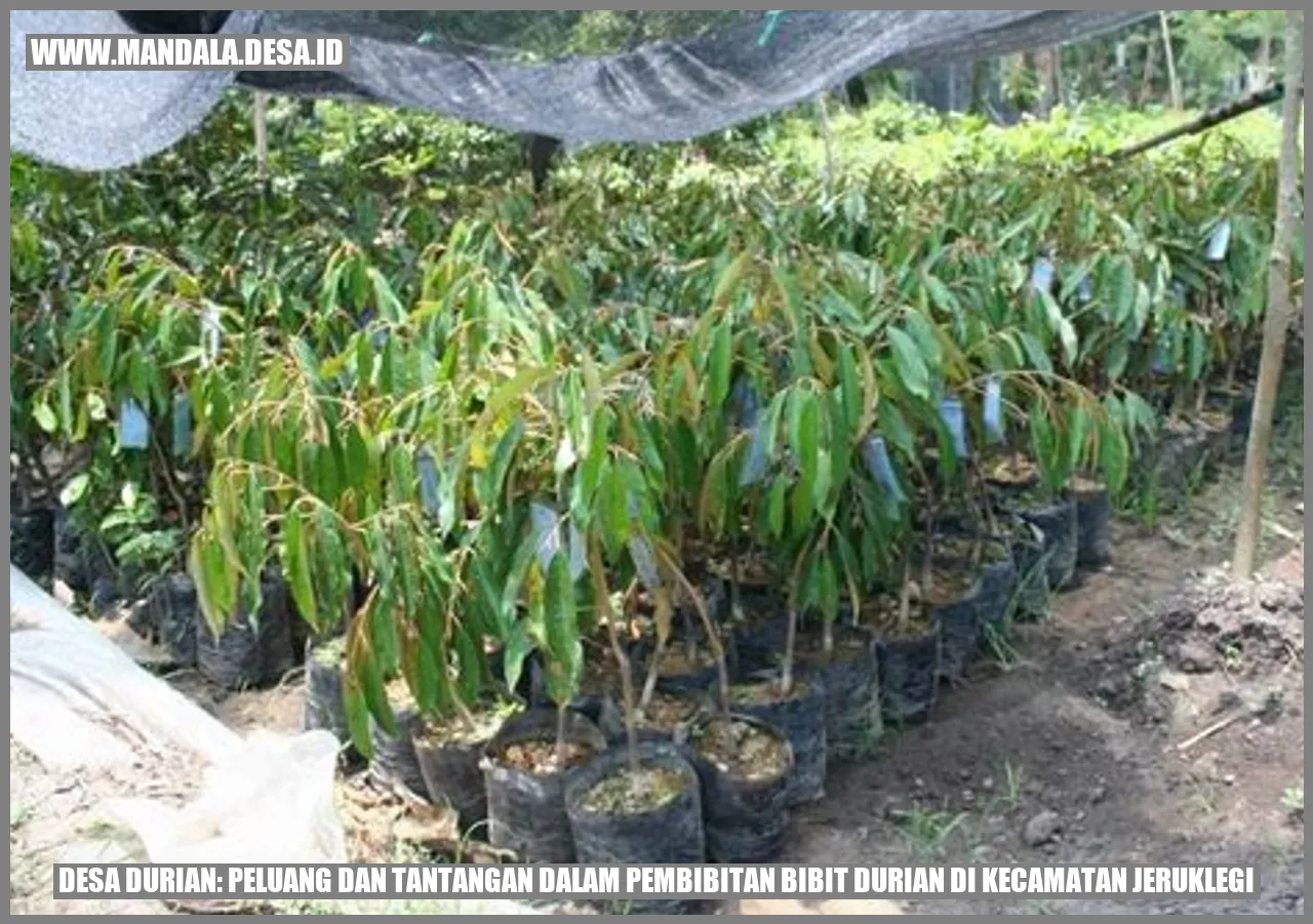 Bibit Durian di Desa Durian