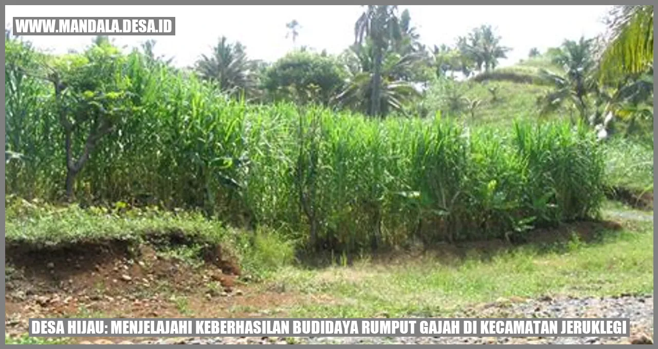 Desa Hijau: Menjelajahi Keberhasilan Budidaya Rumput Gajah di Kecamatan Jeruklegi