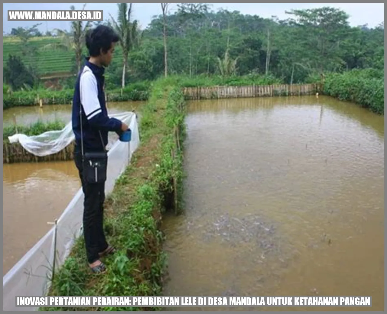 Inovasi Pertanian Perairan: Pembibitan Lele di Desa Mandala untuk Ketahanan Pangan
