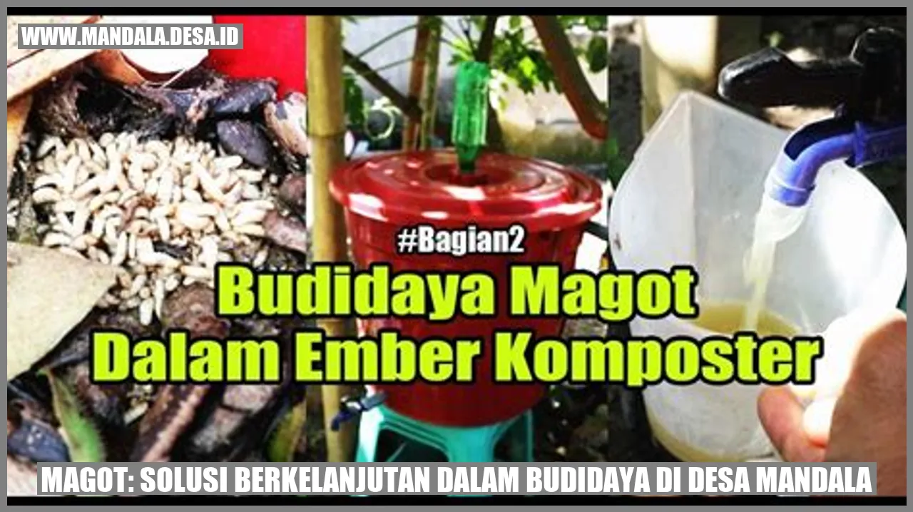 Magot: Solusi Berkelanjutan dalam Budidaya di Desa Mandala