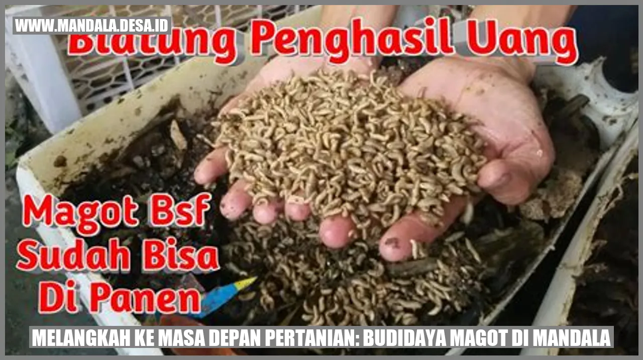 Melangkah ke Masa Depan Pertanian: Budidaya Magot di Mandala
