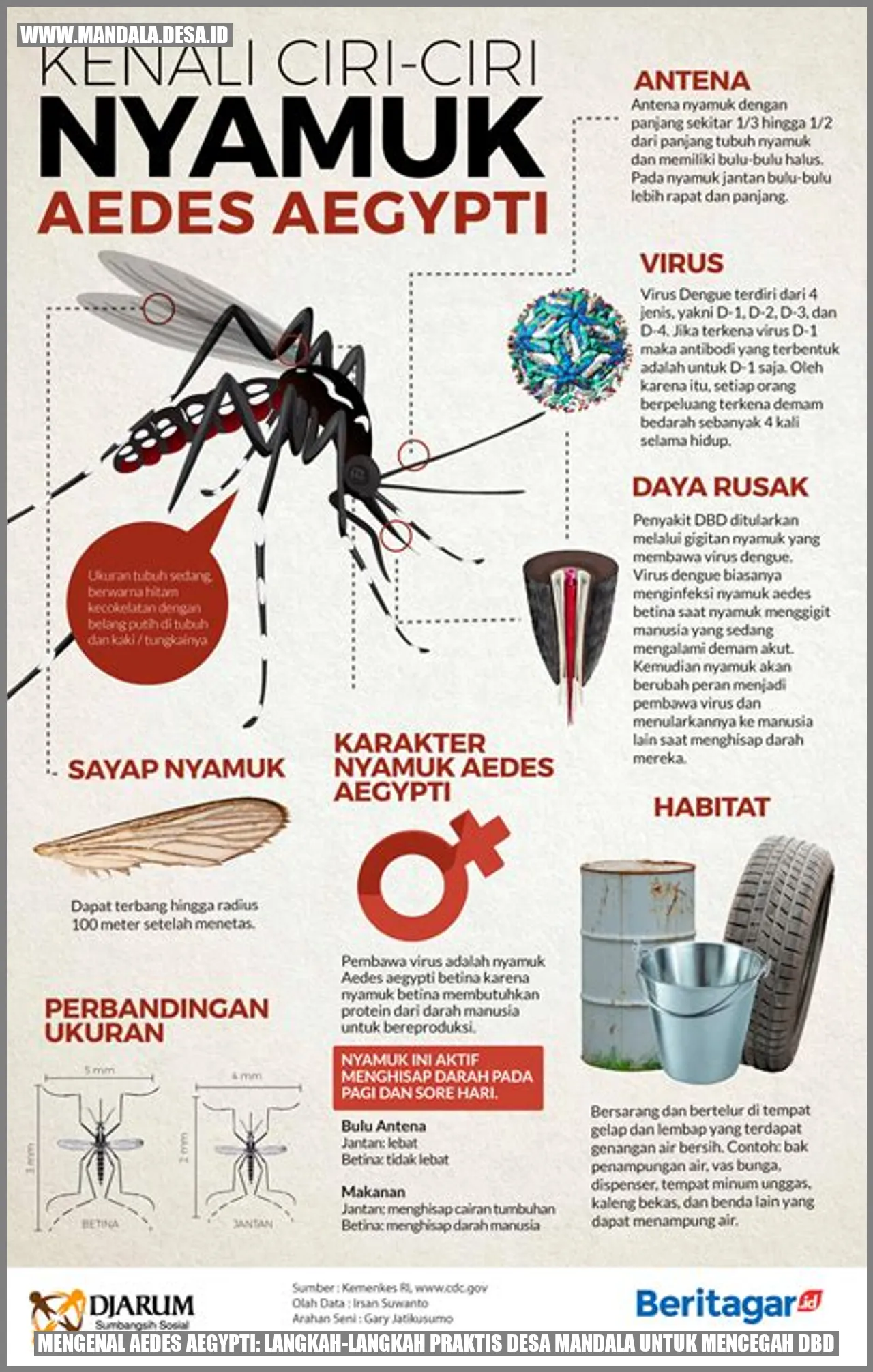 Aedes aegypti