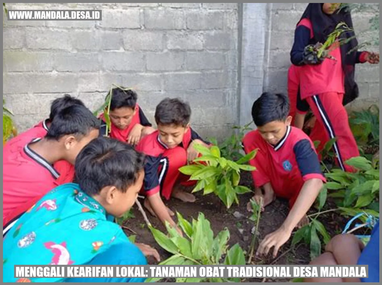 Gambar Tanaman Obat Tradisional