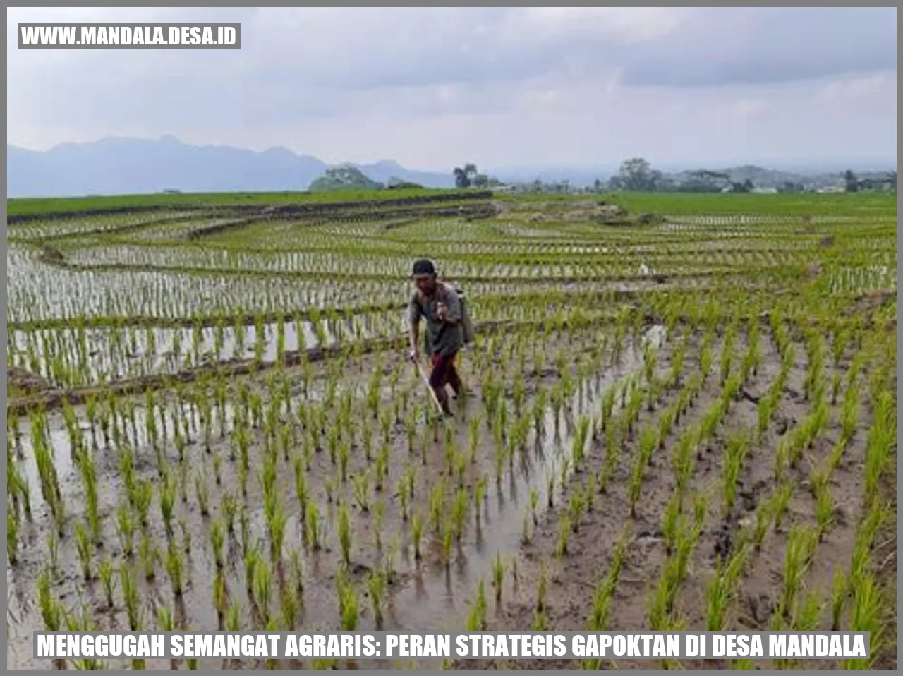 Gambar Gapoktan di Desa Mandala