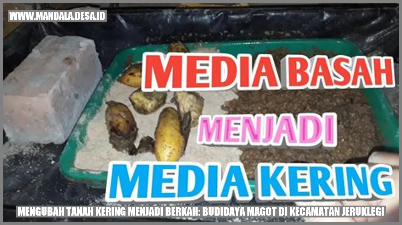 Budidaya Magot di Kecamatan Jeruklegi