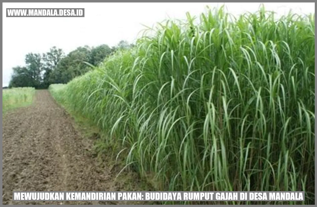 Gambar Budidaya Rumput Gajah di Desa Mandala