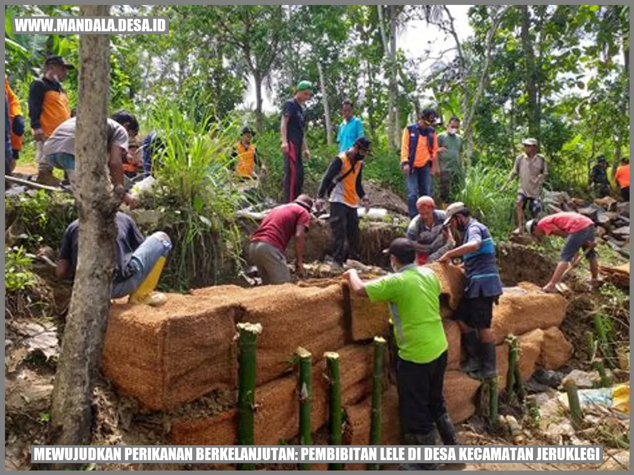 Pembibitan Lele