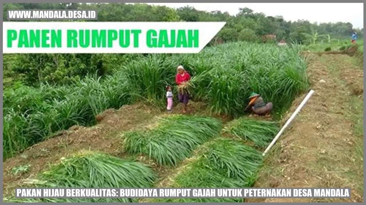 Pakan Hijau Berkualitas: Budidaya Rumput Gajah untuk Peternakan Desa Mandala
