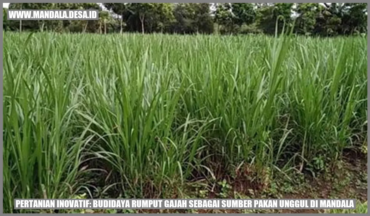 Pertanian Inovatif: Budidaya Rumput Gajah sebagai Sumber Pakan Unggul di Mandala